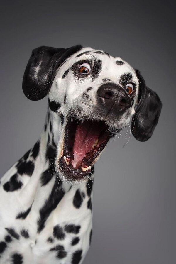 A dog with its mouth open A dog with its mouth open