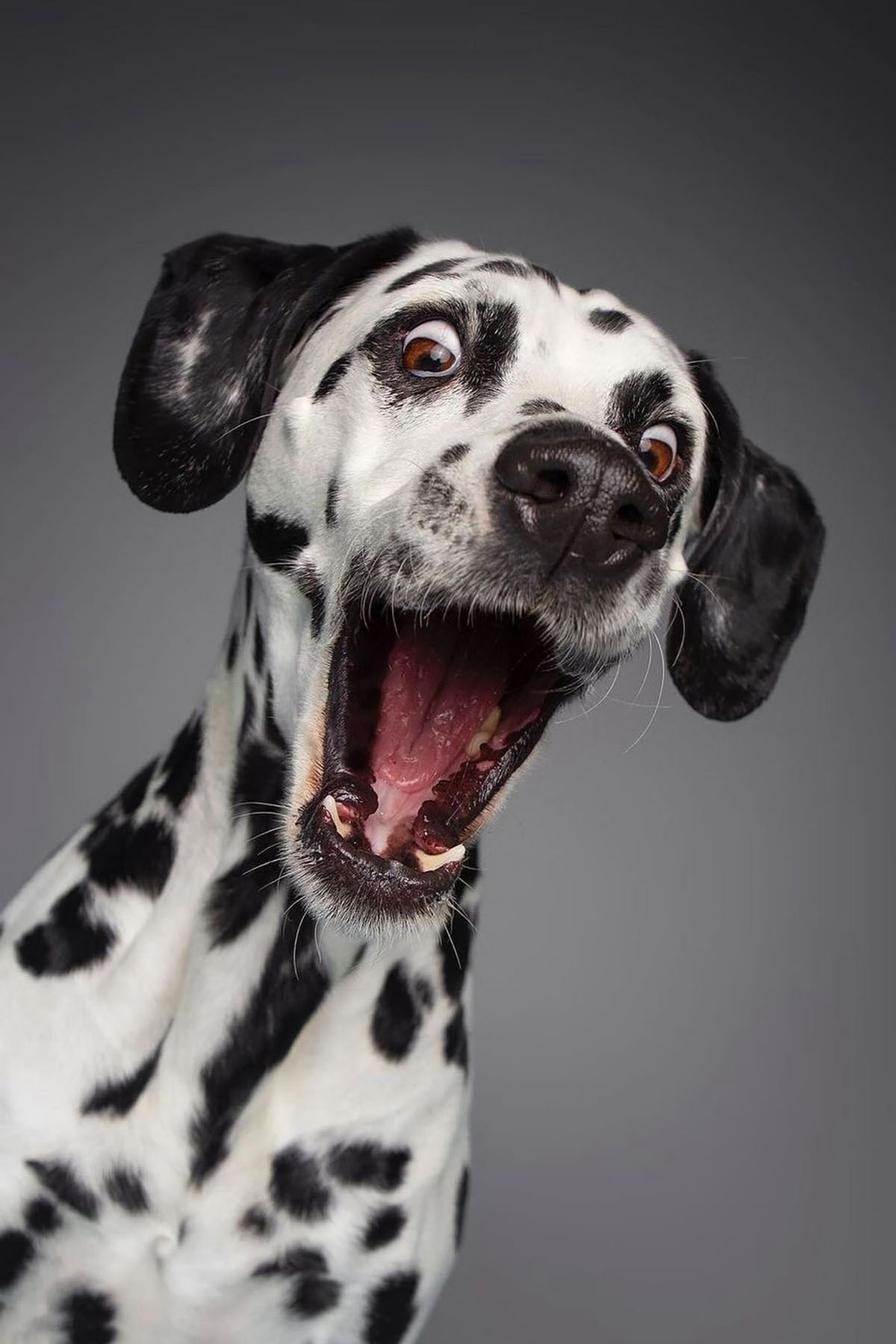 A dog with its mouth open A dog with its mouth open