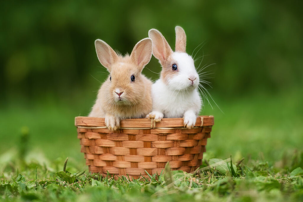 Two bunnies in a basket
