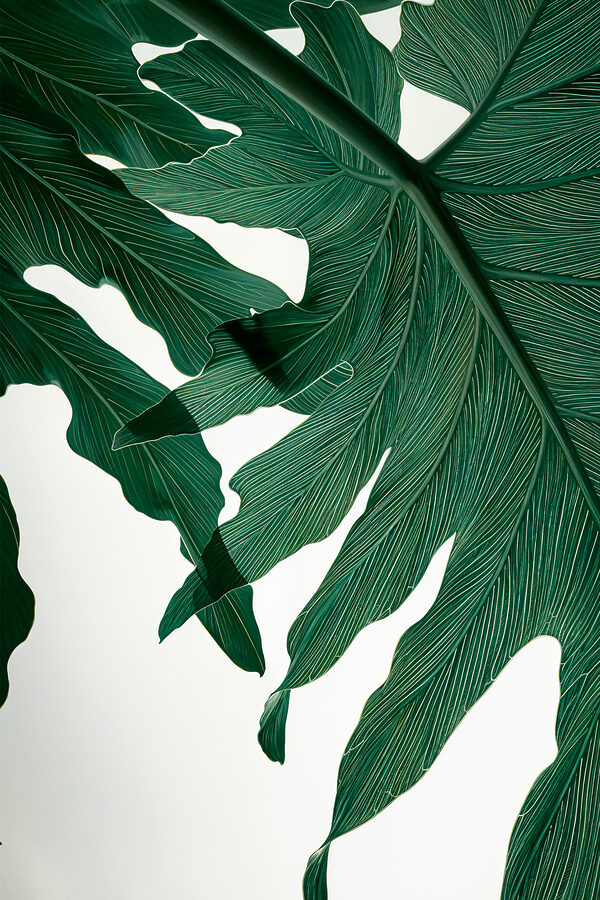 Close up of a green leaf Close up of a green leaf
