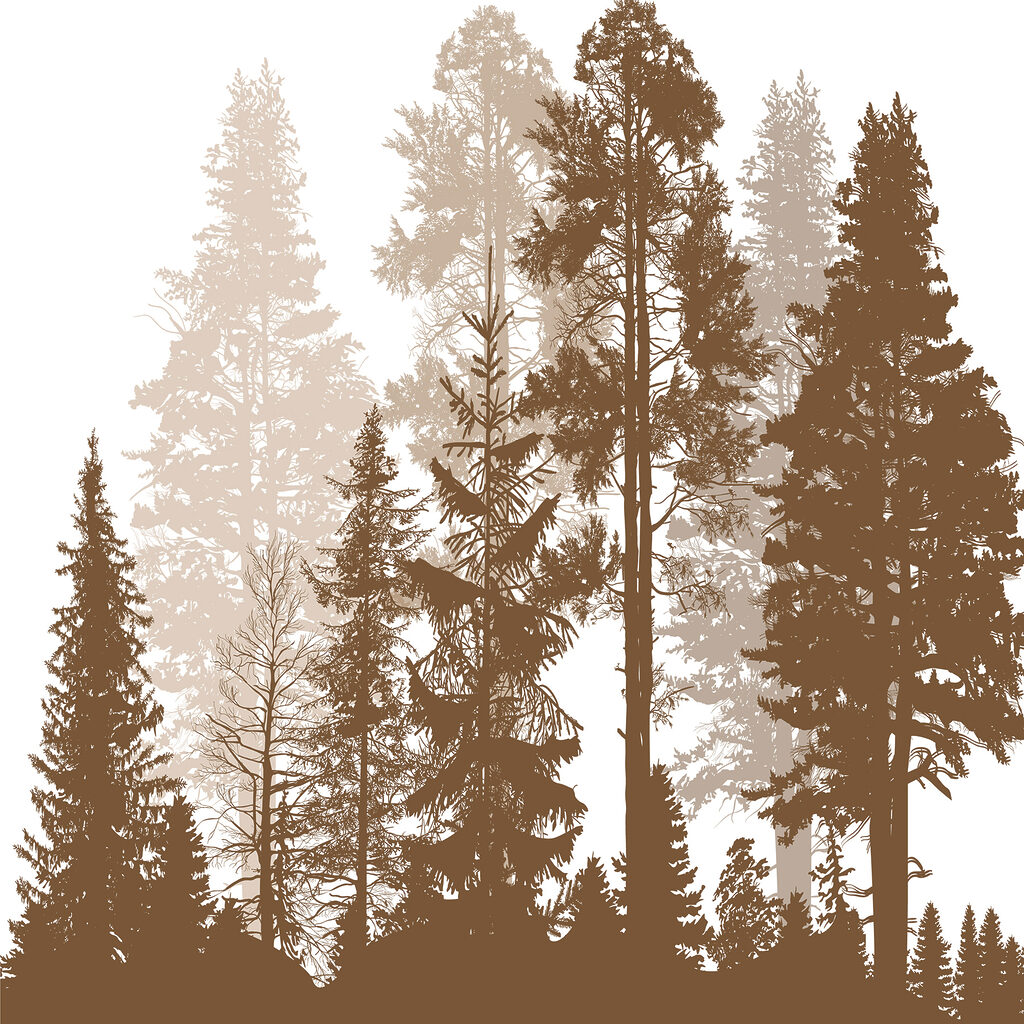A group of trees in a forest