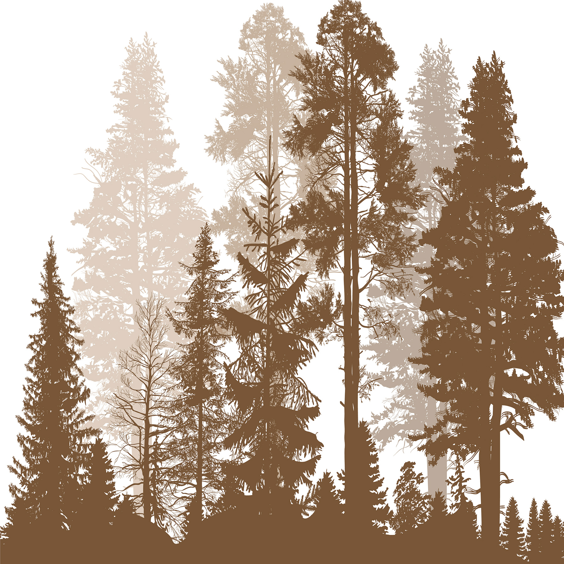 A group of trees in a forest