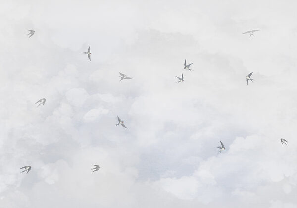 w00526p 600x420 - Un grupo de pájaros volando en el cielo - tegory