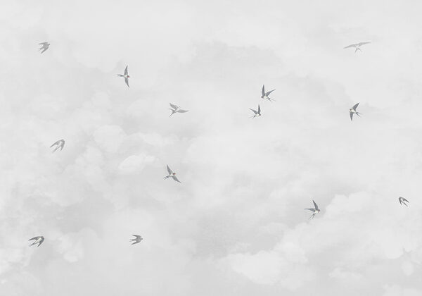Un grupo de pájaros volando en el cielo Un grupo de pájaros volando en el cielo
