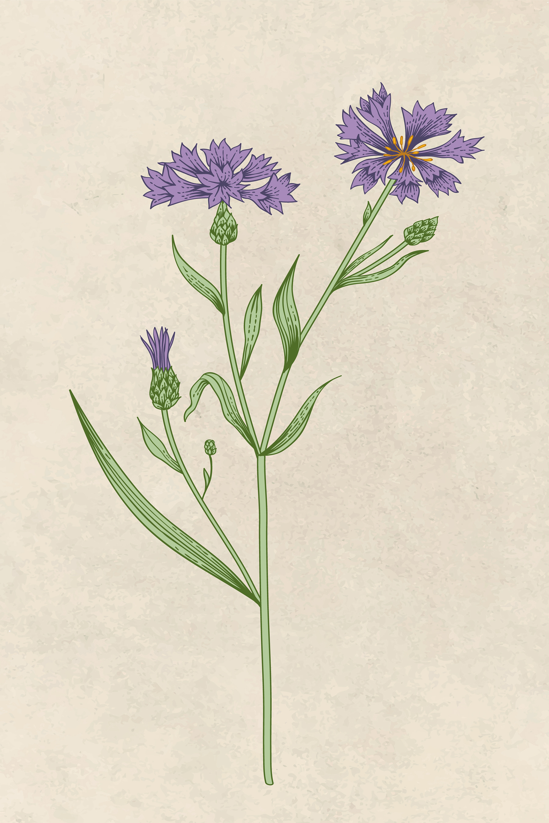 Un dibujo de una flor s38233p - Un dibujo de una flor - tegory