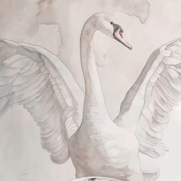 s38290p 600x600 - Un dibujo de un cisne - tegory