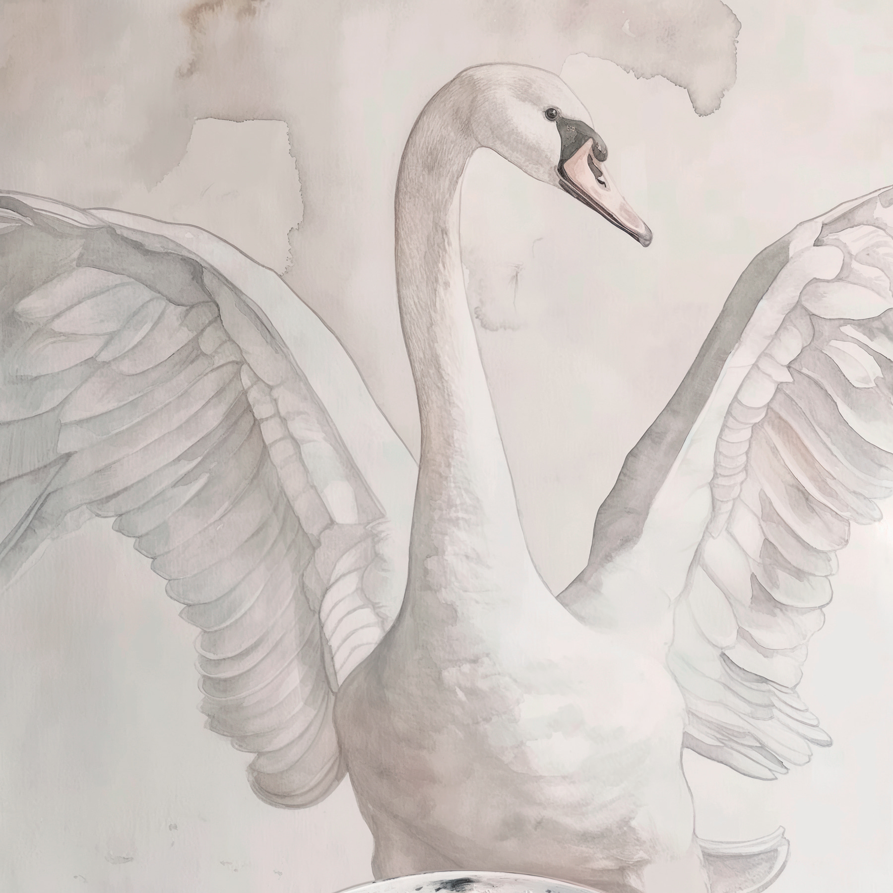 s38290p - Un dibujo de un cisne - tegory