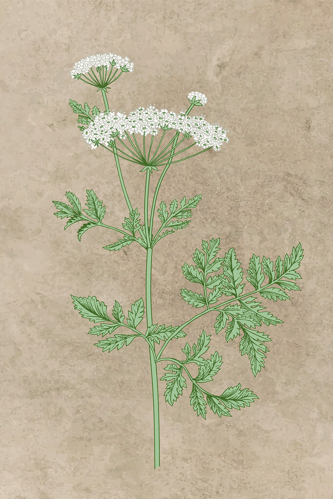 Un dibujo de una planta s38230p 683x1024 - Un dibujo de una planta - tegory