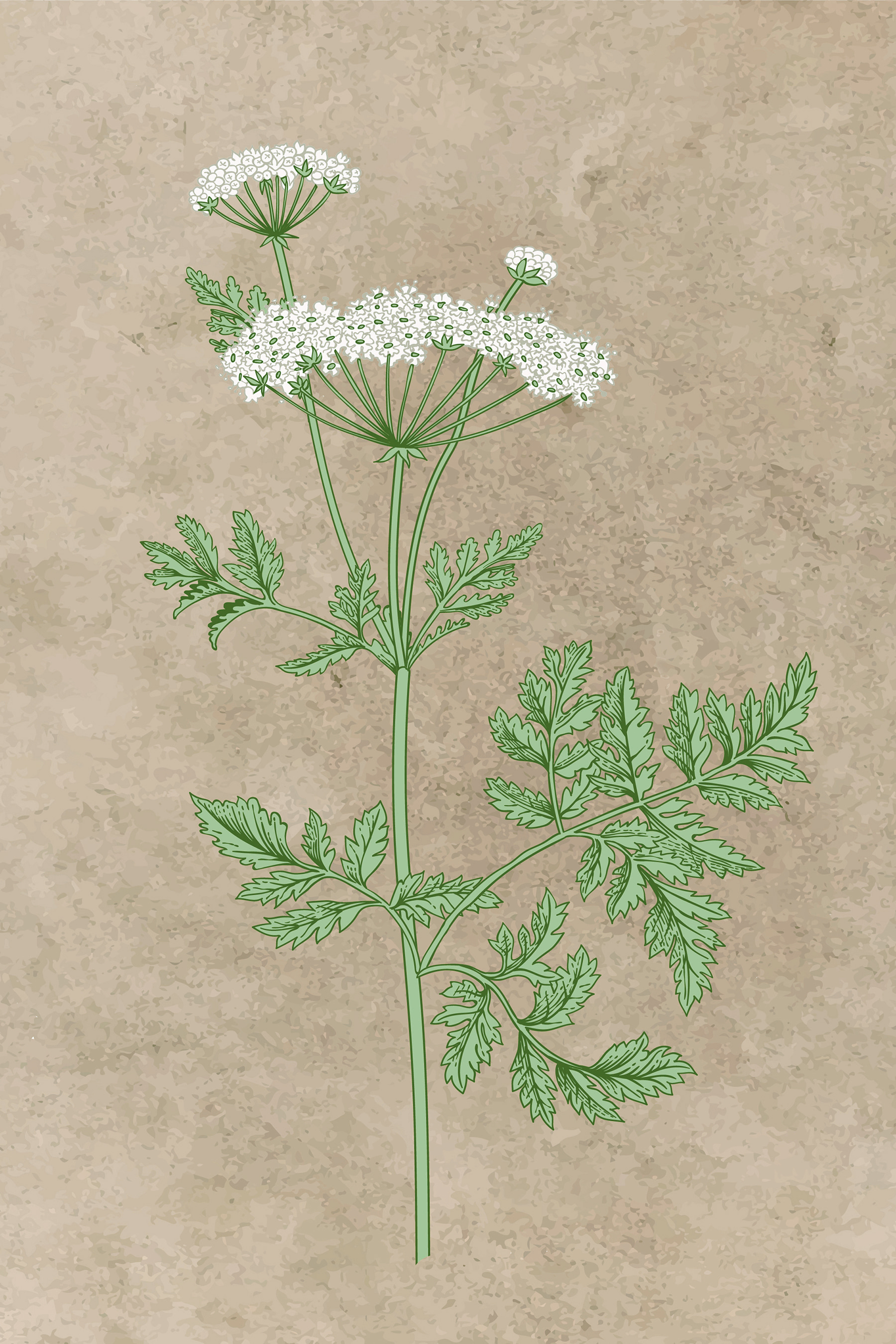 Un dibujo de una planta s38230p - Un dibujo de una planta - tegory