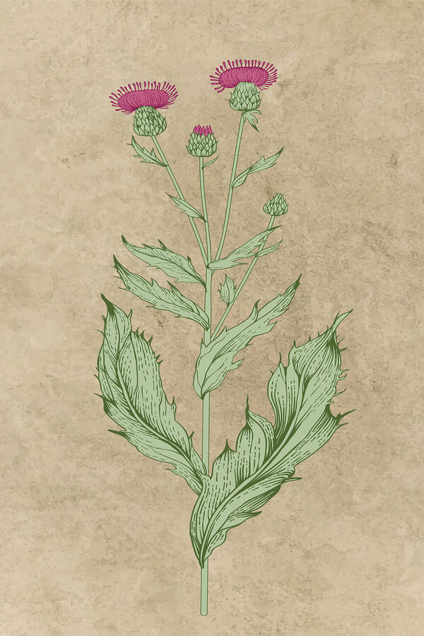 Un dibujo de una flor s38231p 600x900 - Un dibujo de una flor - tegory