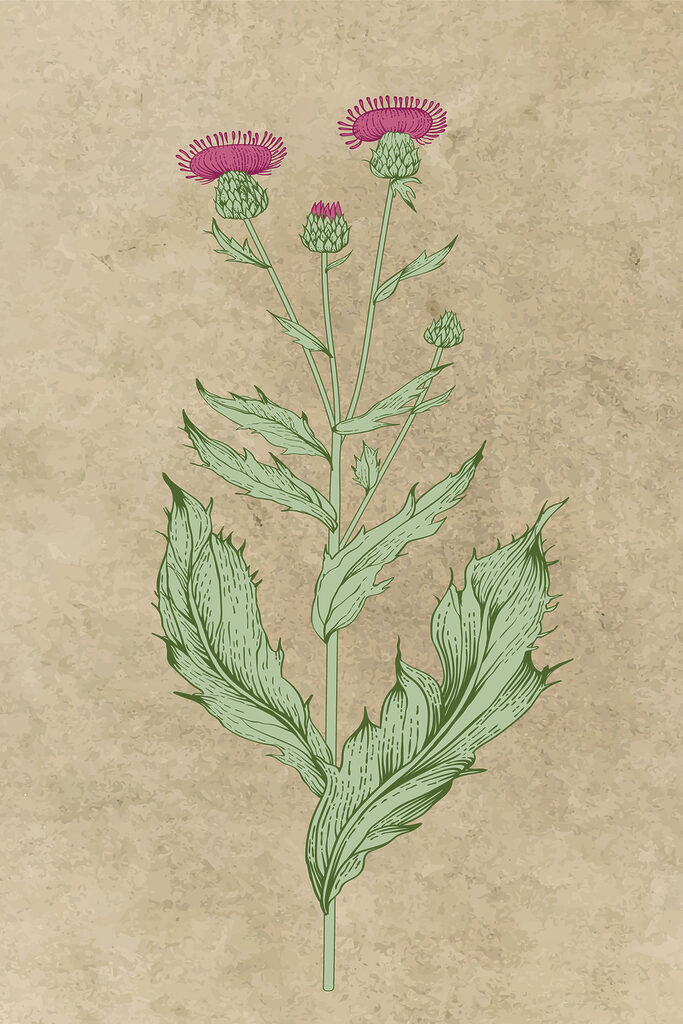 Un dibujo de una flor s38231p 683x1024 - Un dibujo de una flor - tegory