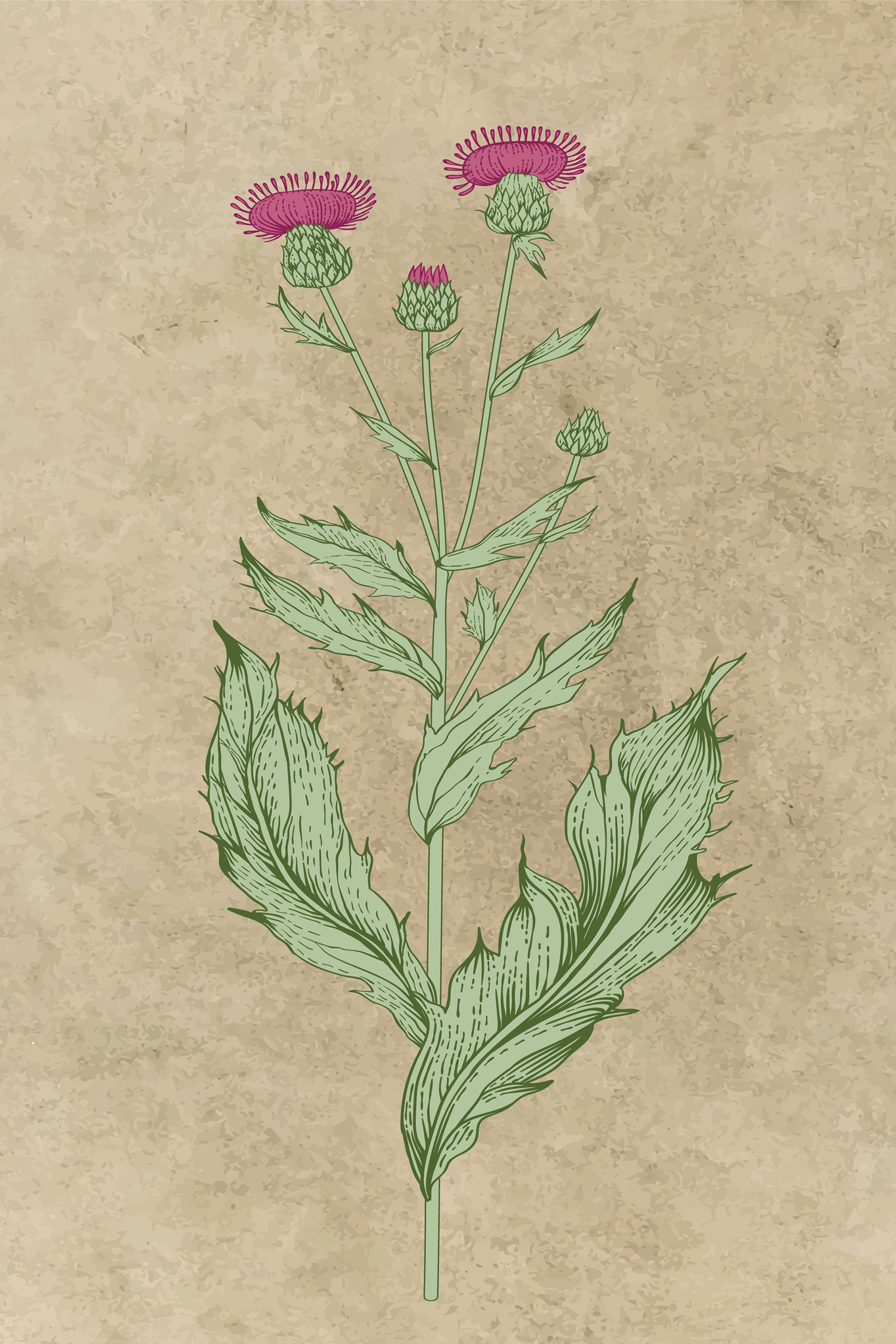 Un dibujo de una flor s38231p - Un dibujo de una flor - tegory