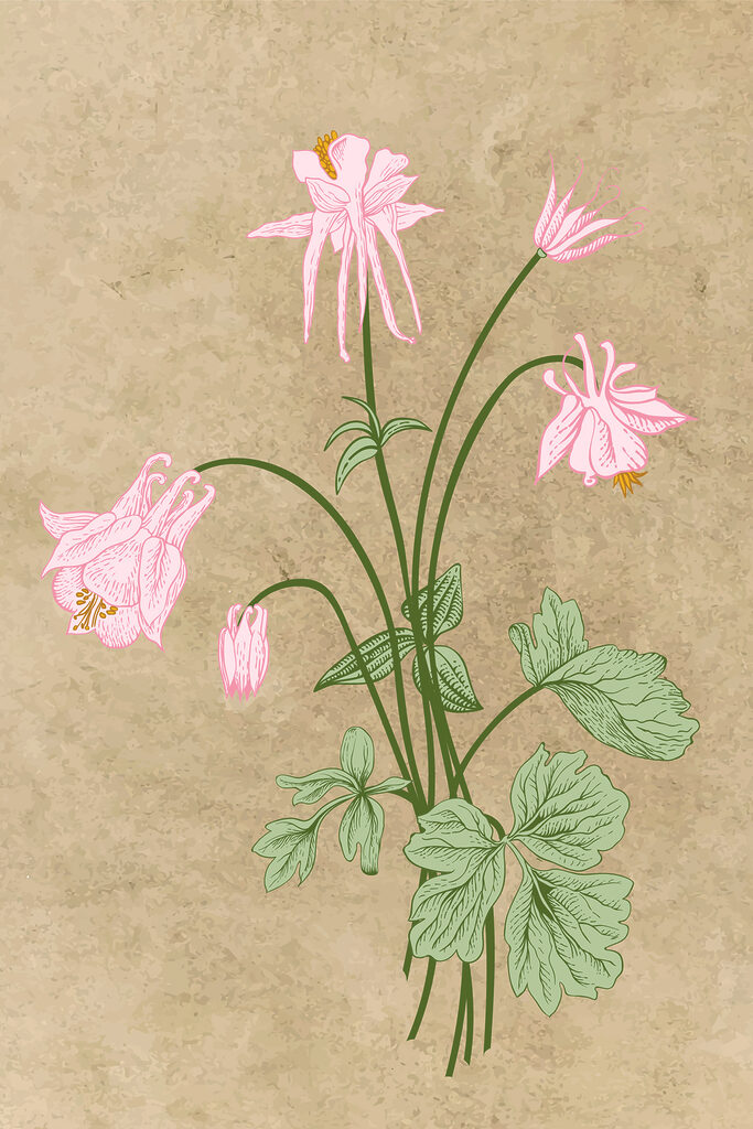 Un dibujo de una flor s38232p 683x1024 - Un dibujo de una flor - tegory