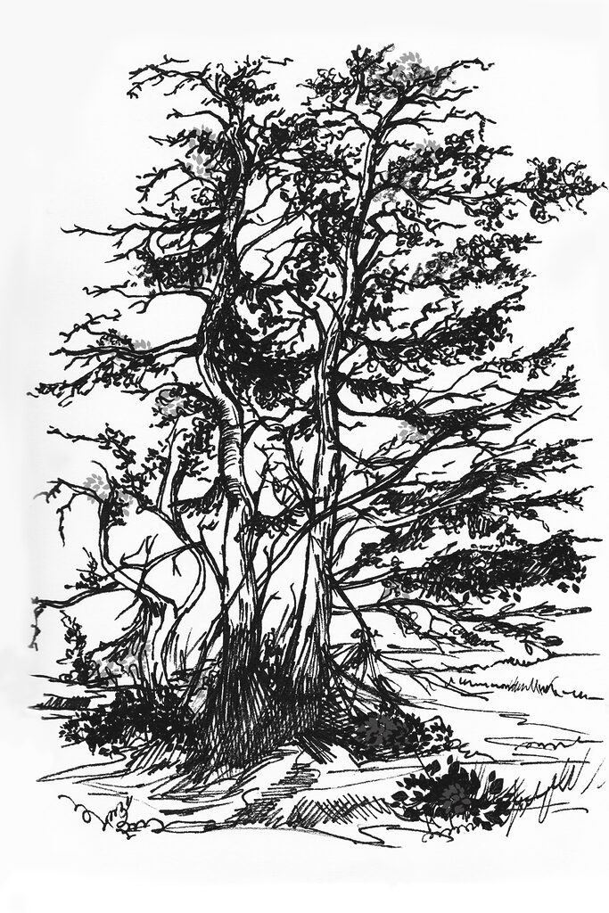 A drawing of a tree