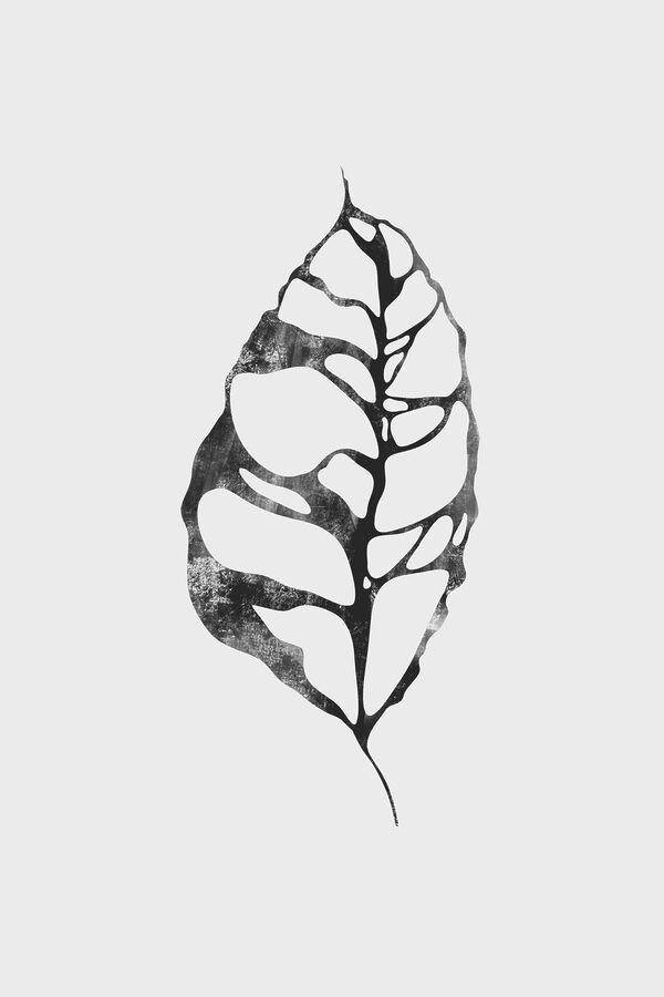 A black and white leaf A black and white leaf