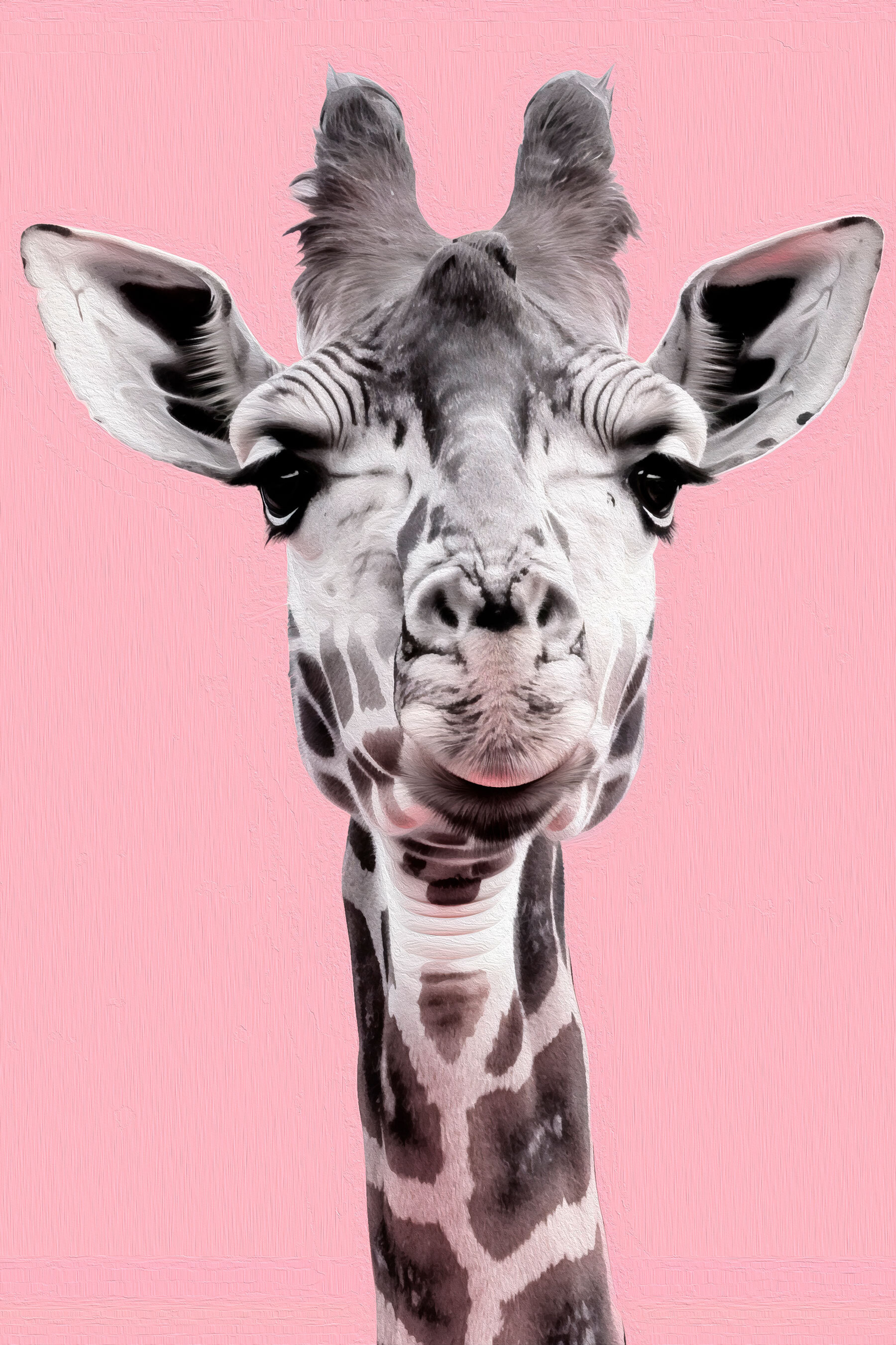 A giraffe with a pink background