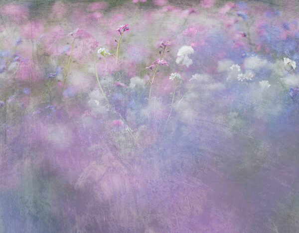 Un campo de flores moradas y blancas Un campo de flores moradas y blancas