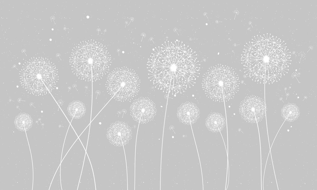 A white dandelions on a grey background