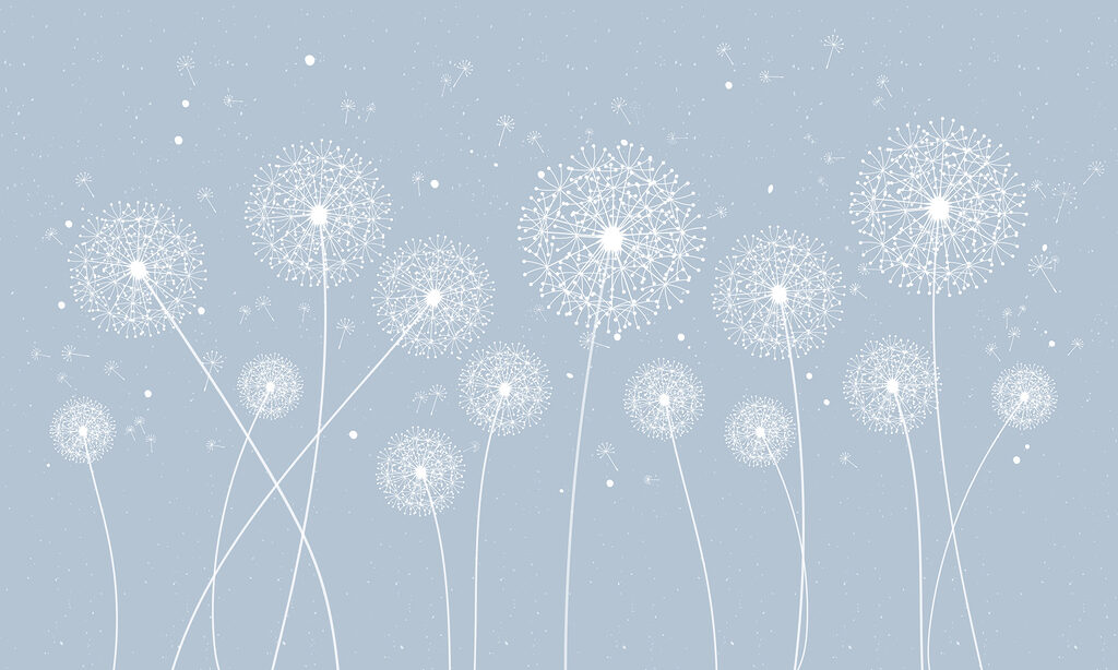 A white dandelions on a blue background