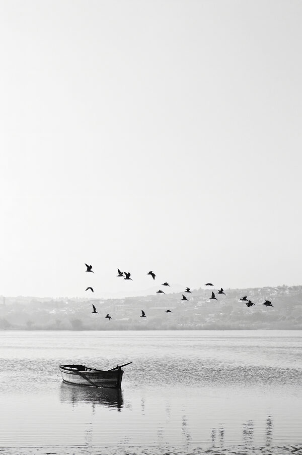 A group of birds flying over a body of water A group of birds flying over a body of water