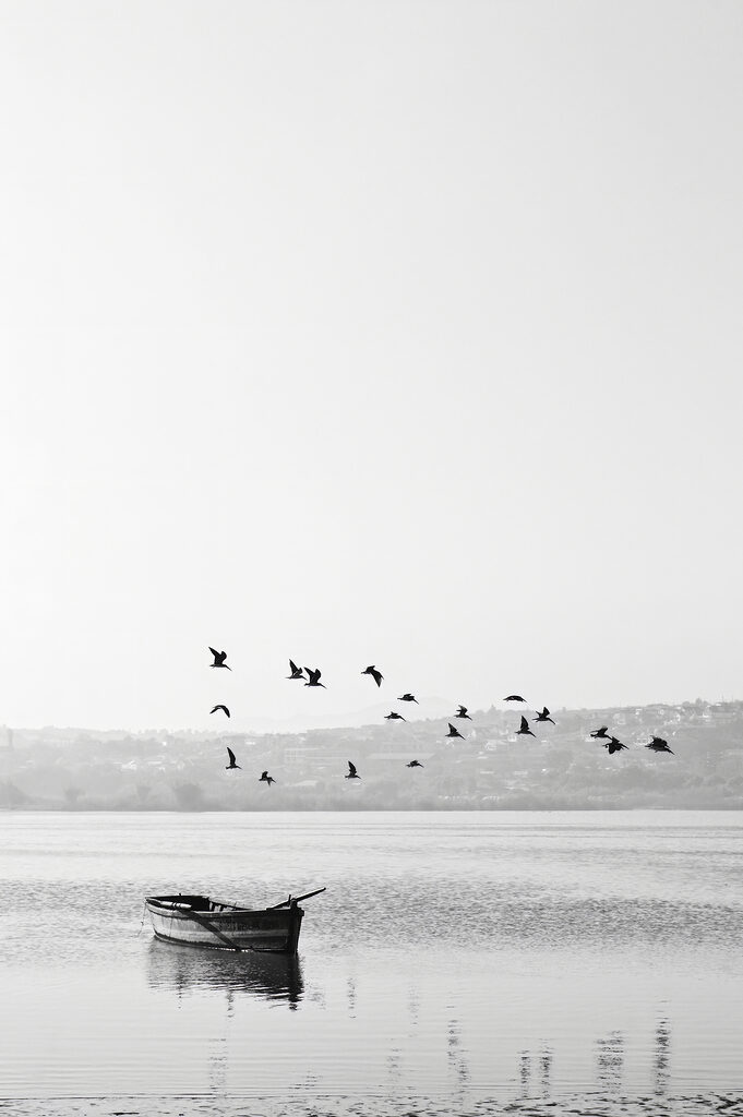 A group of birds flying over a body of water A group of birds flying over a body of water