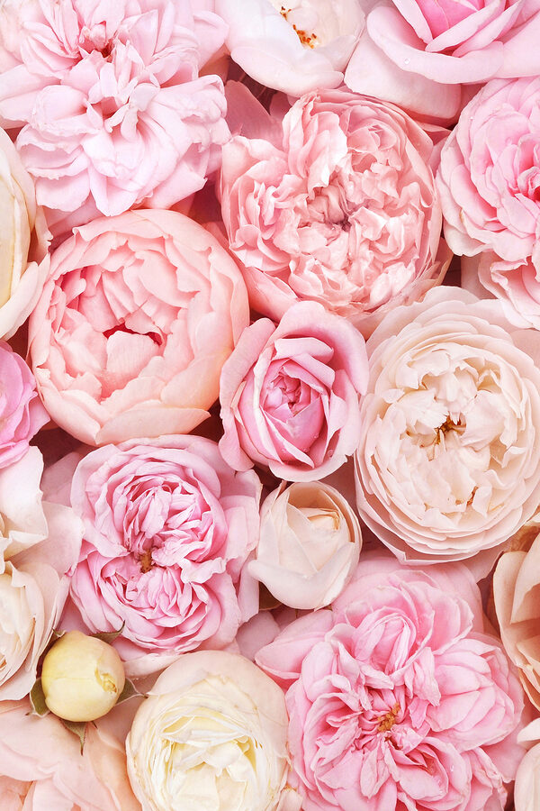 A group of pink and white flowers