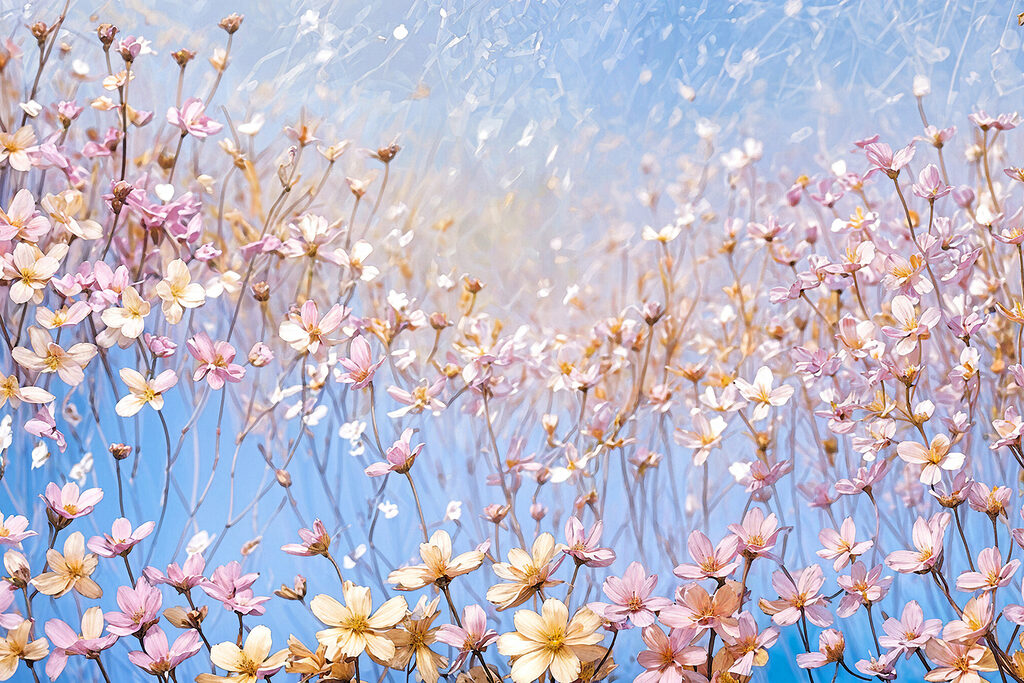 A group of flowers on a clear surface A group of flowers on a clear surface
