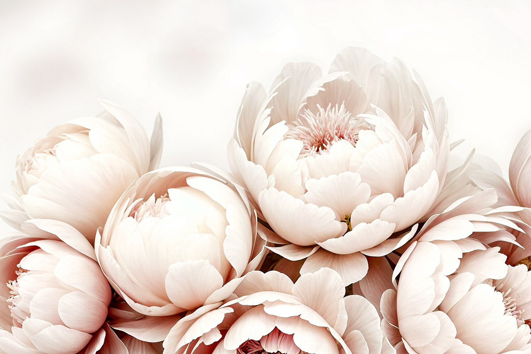 A group of white flowers A group of white flowers