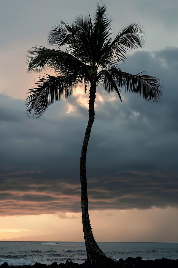 A palm tree in the sunset