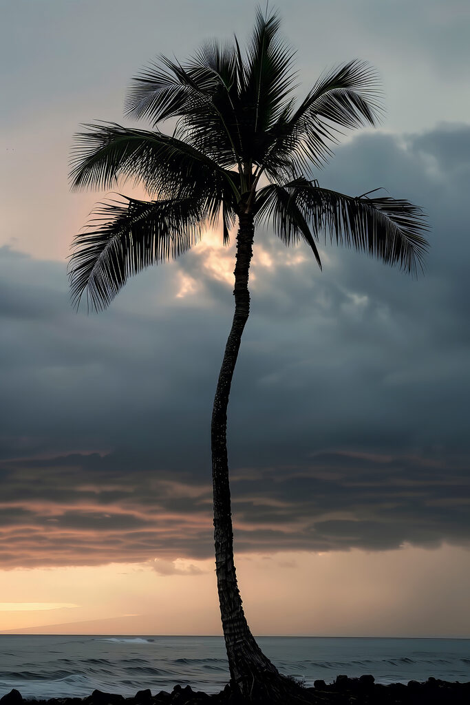 A palm tree in the sunset