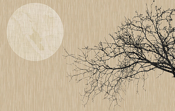 A tree with no leaves A tree with no leaves