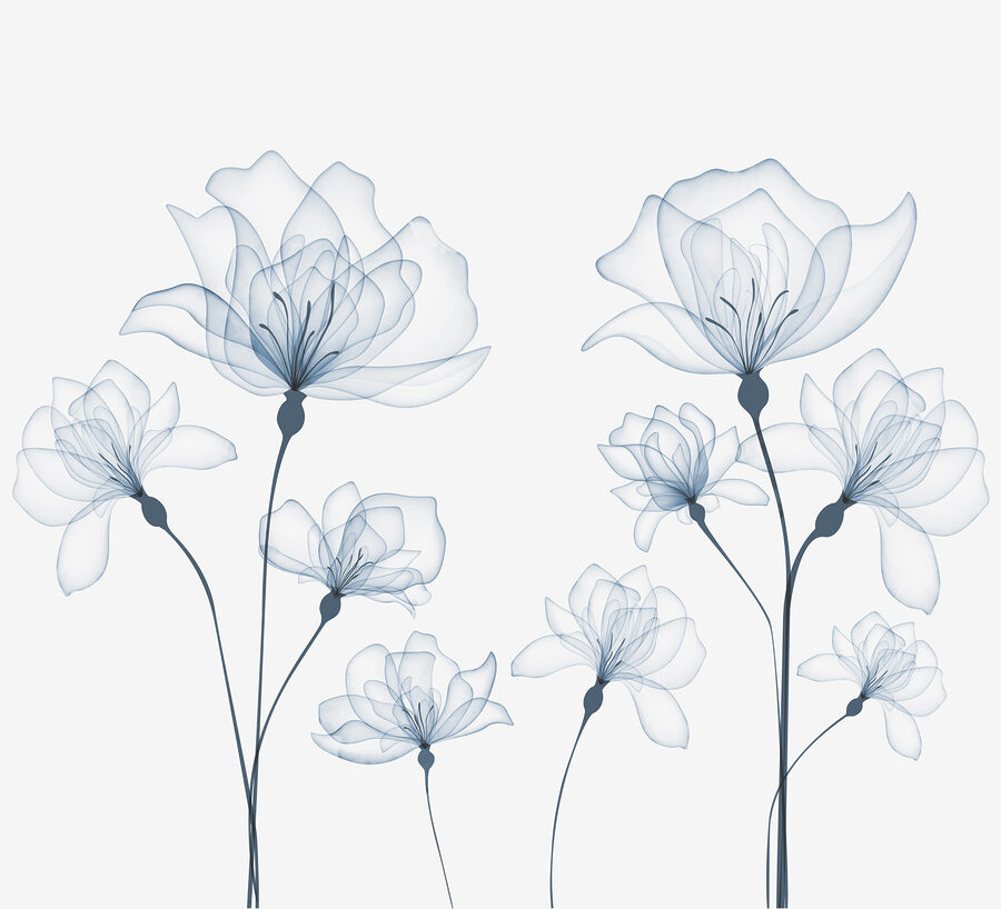 Flores transparentes sobre fondo blanco Flores transparentes sobre fondo blanco