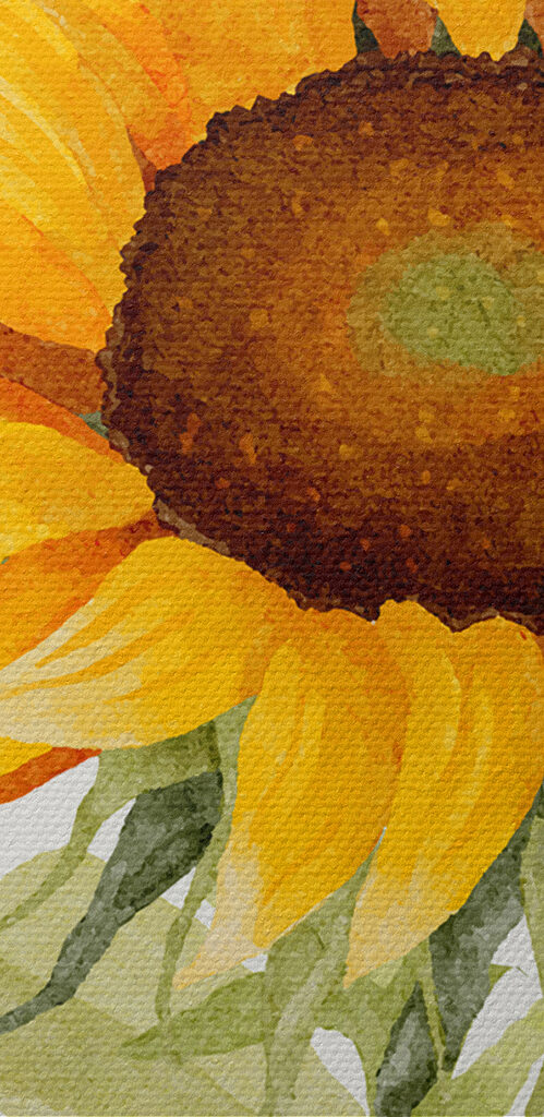 A close up of a sunflower A close up of a sunflower