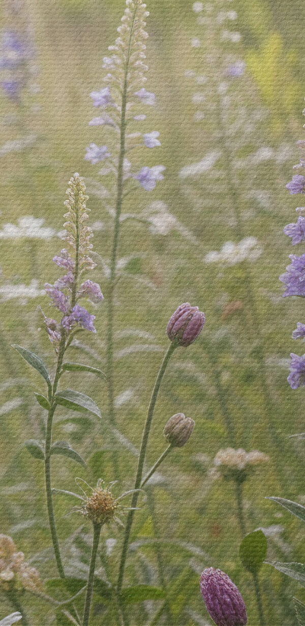 Field of flowers