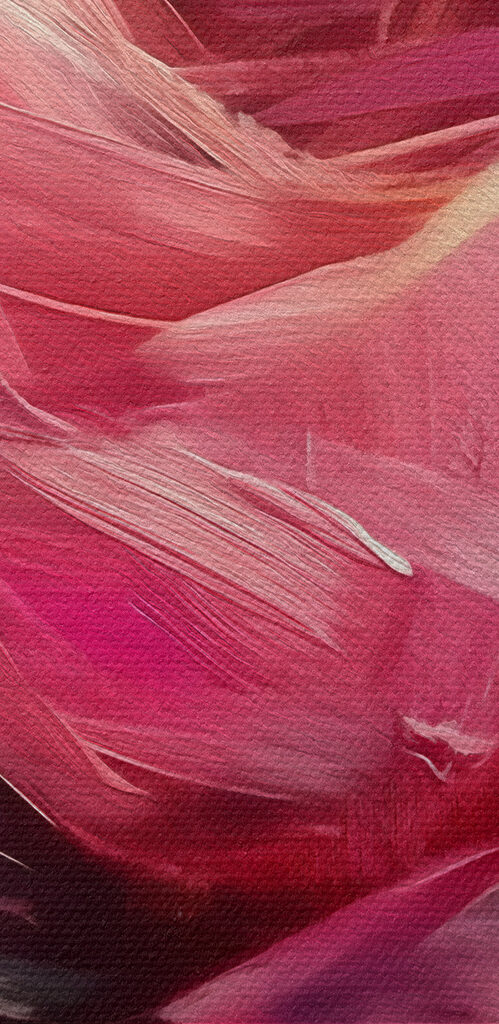 Close up of a pink rose