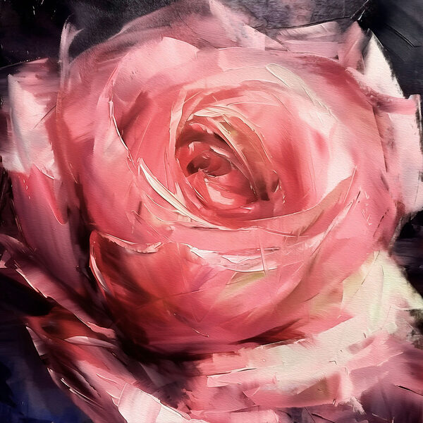 Close up of a pink rose Close up of a pink rose