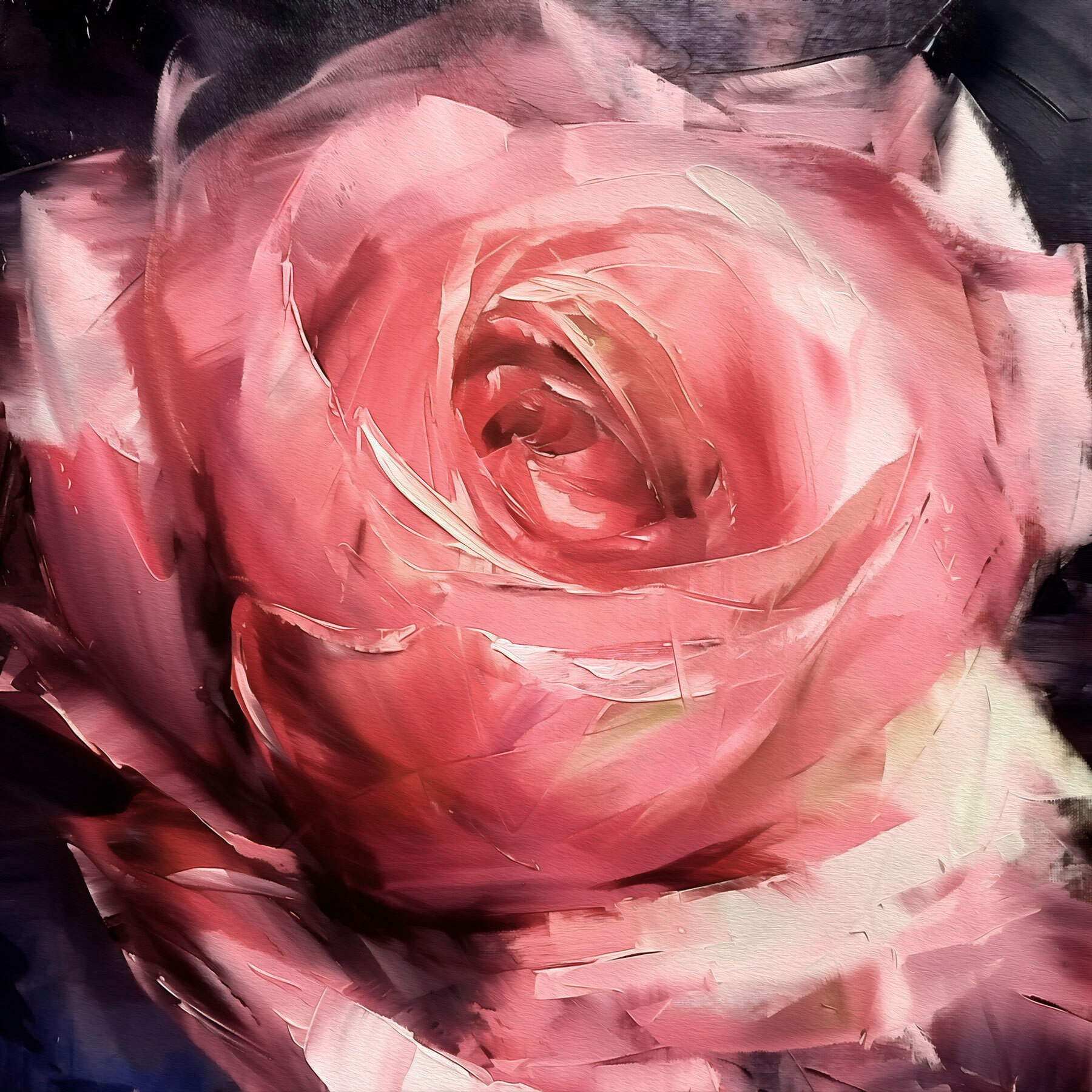 Close up of a pink rose Close up of a pink rose