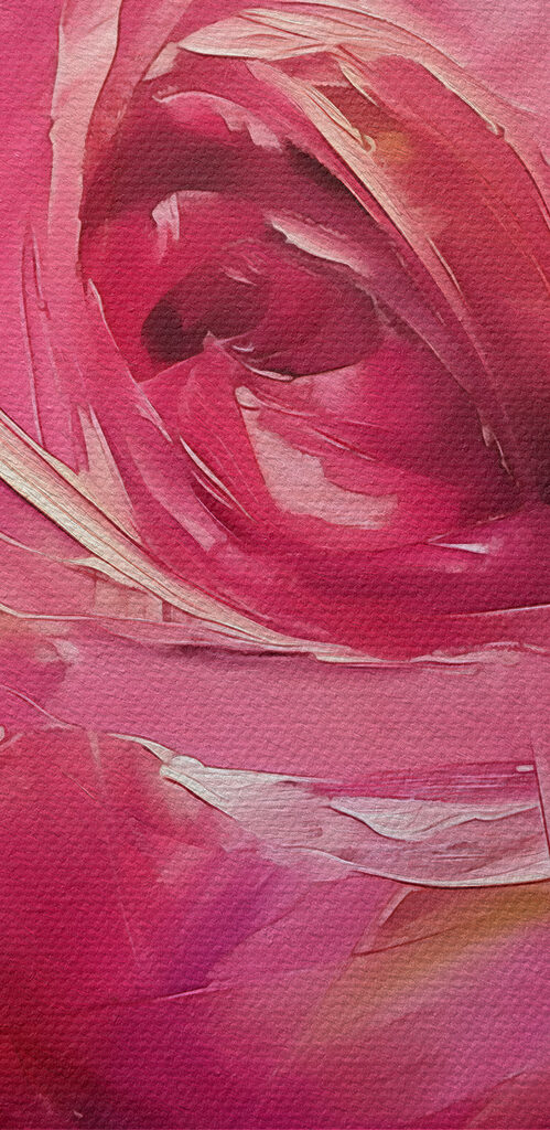 Close up of a pink rose Close up of a pink rose