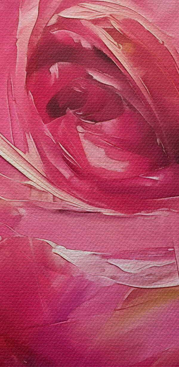 Close up of a pink rose Close up of a pink rose
