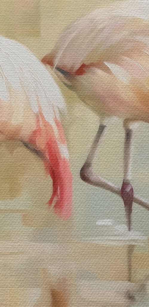 Two flamingos walking on water Two flamingos walking on water