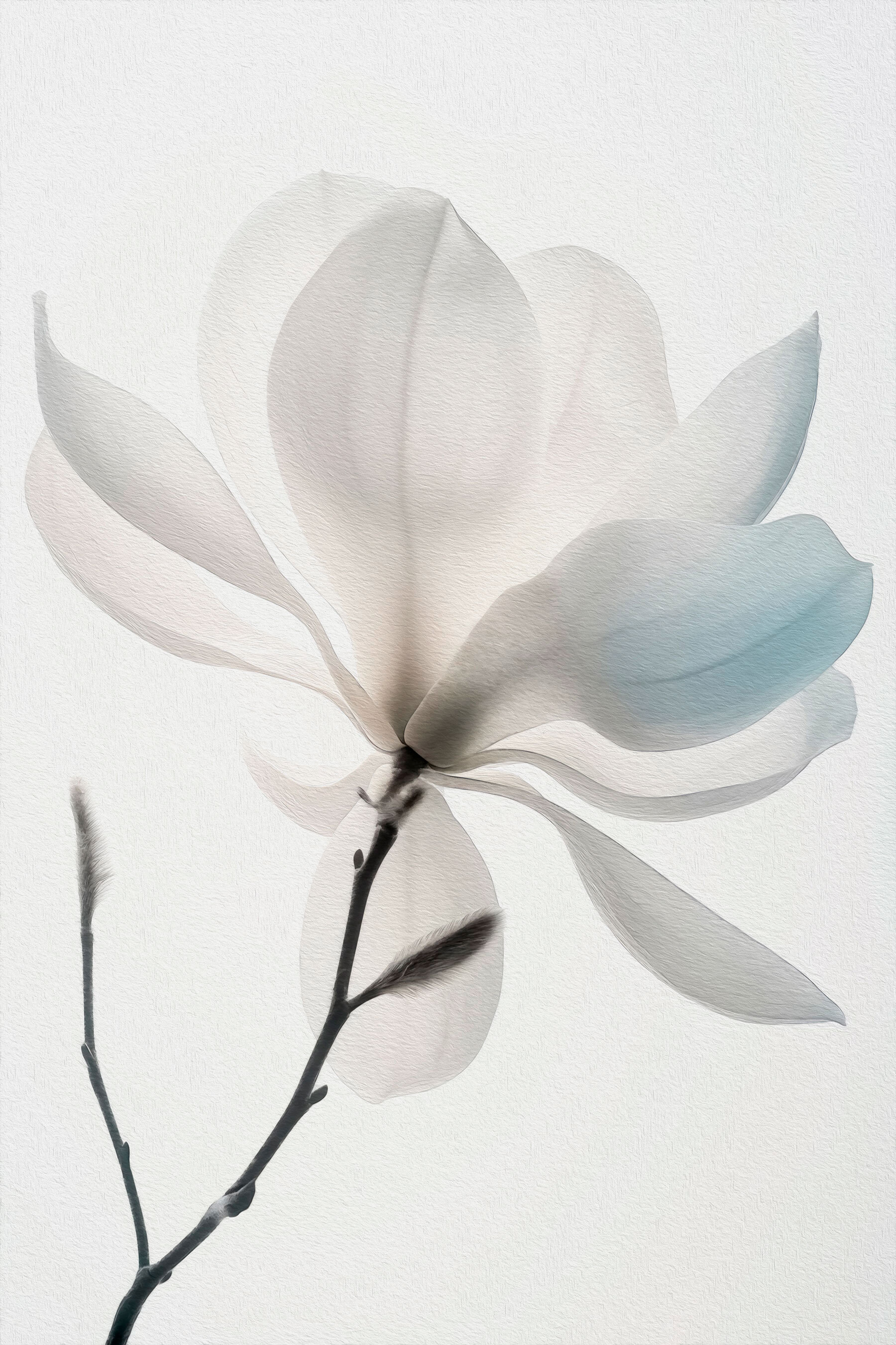 White flower with leaves White flower with leaves