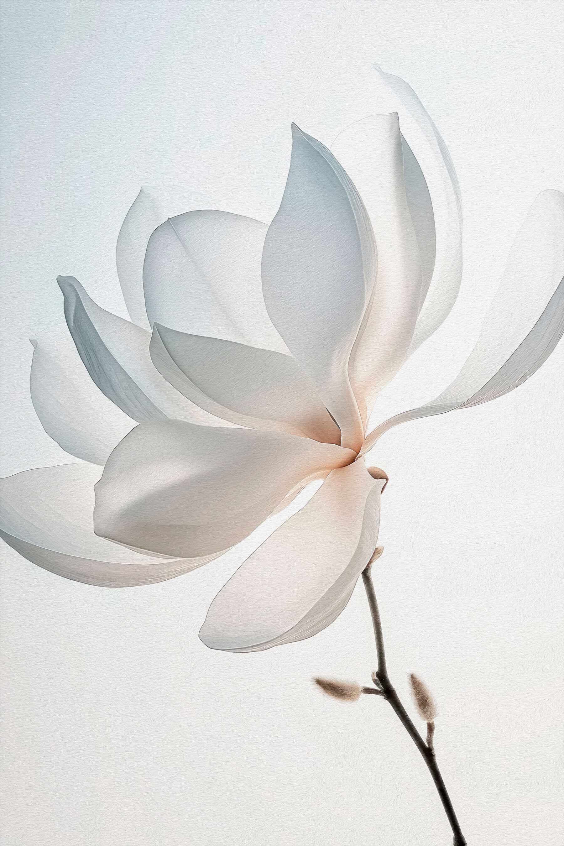 White flower with petals White flower with petals