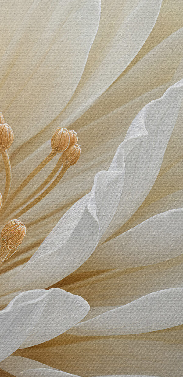 Close up of a white flower Close up of a white flower