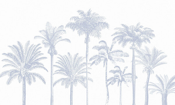 Group of palm trees