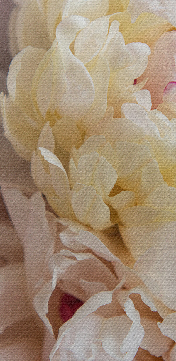 Close up of a flower Close up of a flower