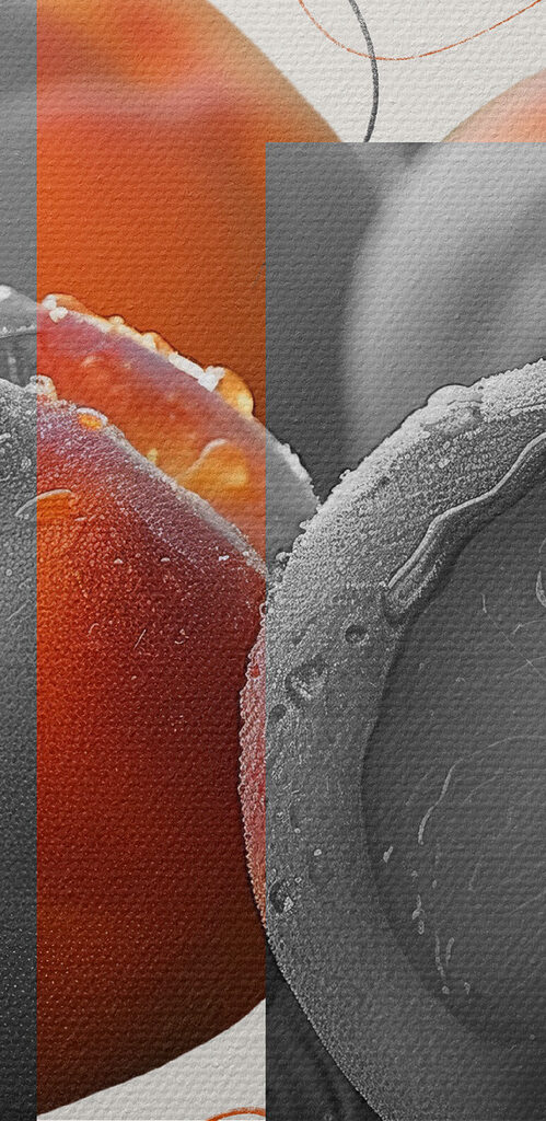 Group of peaches on a table
