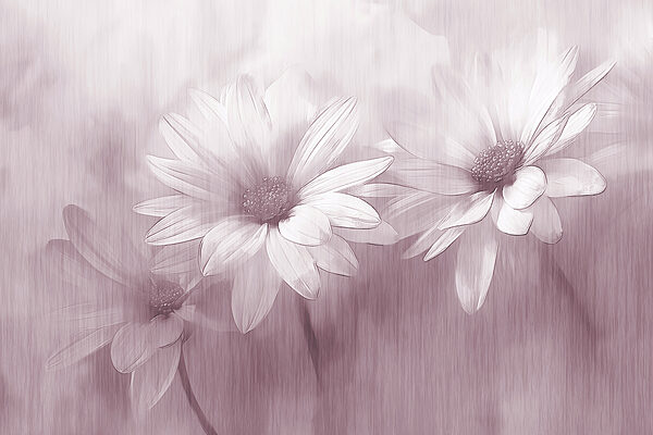 Primer plano de flores Primer plano de flores