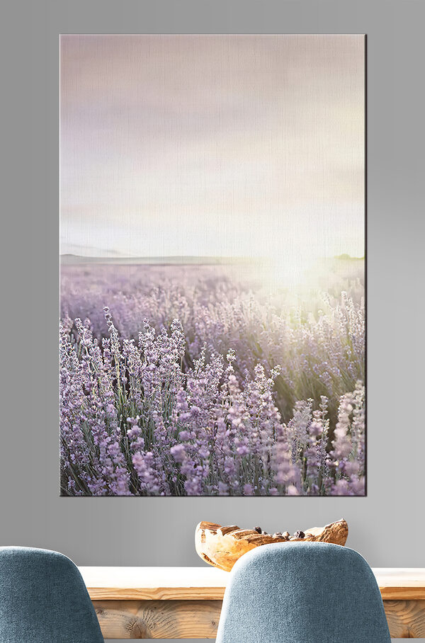 Field of lavender with the sun shining through