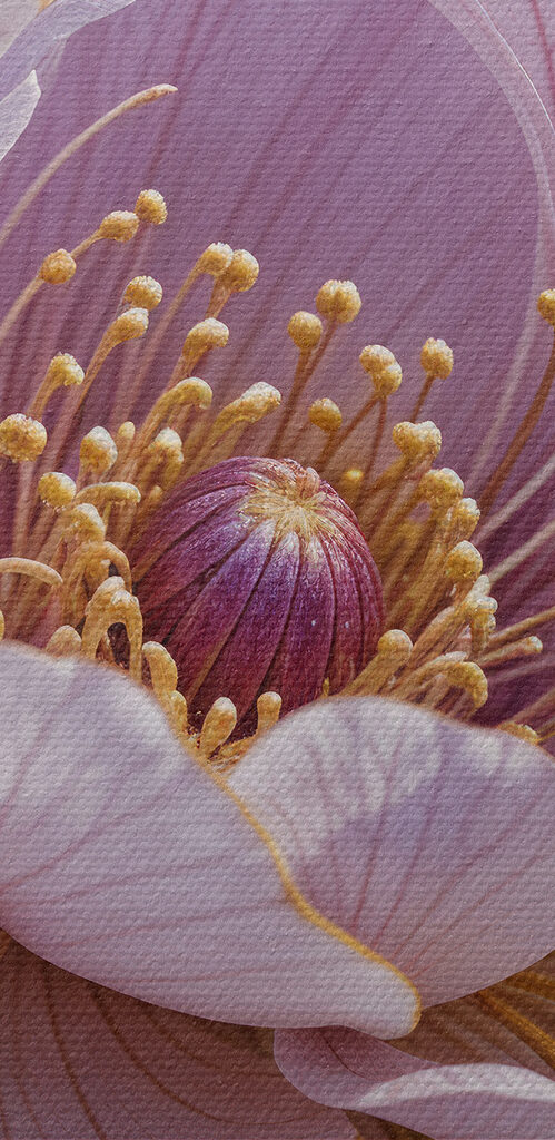 Close up of a flower Close up of a flower
