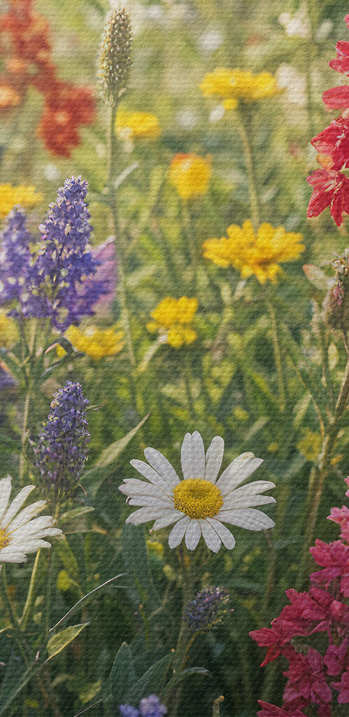 Field of colorful flowers